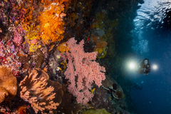 Siphonogorgia godeffroyi