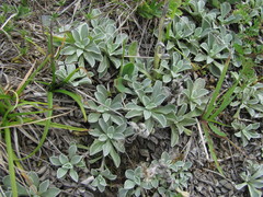 Antennaria caucasica
