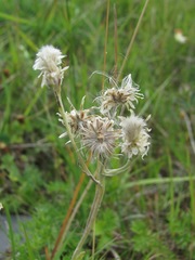 Antennaria caucasica
