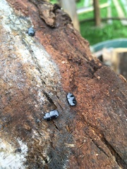 Hololepta