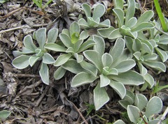 Antennaria caucasica