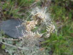 Antennaria caucasica