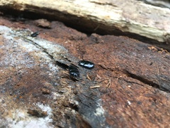 Hololepta