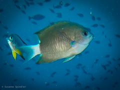 Pycnochromis caudalis