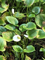 Calla palustris