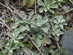 Antennaria caucasica