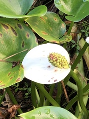 Calla palustris