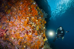 Siphonogorgia godeffroyi