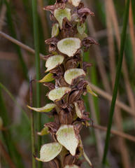 Satyrium bracteatum