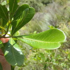 Searsia lucida lucida