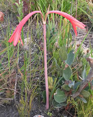 Cyrtanthus fergusoniae
