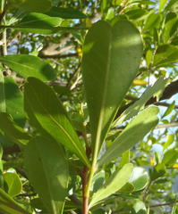 Searsia lucida lucida