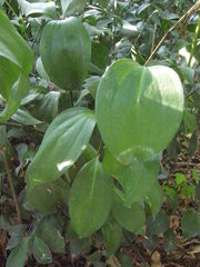 Ruscus hypophyllum