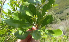 Searsia lucida lucida