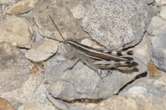 Ramburiella hispanica