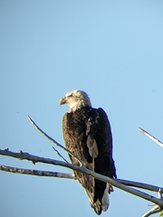 Haliaeetus leucocephalus