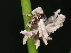 Ricania speculum