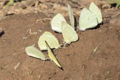 Pseudopieris nehemia