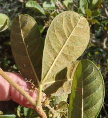 Searsia pyroides pyroides