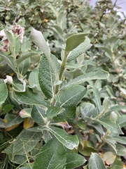 Salix alaxensis