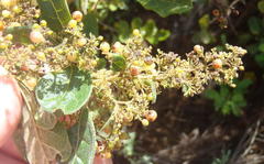 Searsia pyroides pyroides