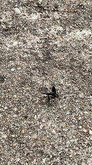 Trichopoda lanipes