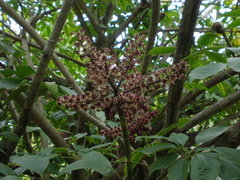 Heptapleurum venulosum