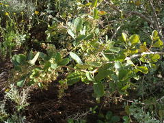 Searsia pyroides pyroides