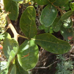 Searsia pyroides pyroides