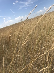 Elymus smithii