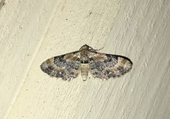 Eupithecia linariata