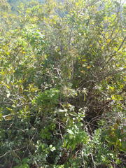 Searsia pyroides pyroides