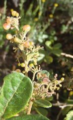 Searsia pyroides pyroides