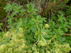 Alpinae