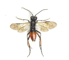 Tenthredo velox