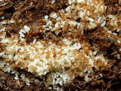 Solenopsis punctaticeps