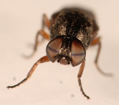 Scenopinus fenestralis