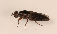 Scenopinus fenestralis