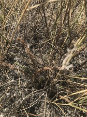 Polygonum ramosissimum