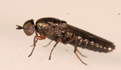 Scenopinus fenestralis