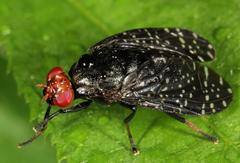 Peltacanthina mythodes