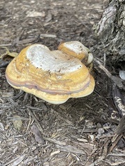 Ganoderma sessile