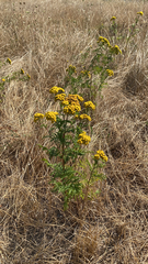 Tanacetum vulgare