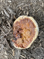 Ganoderma sessile
