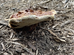 Ganoderma sessile