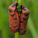 Red Spittlebugs - Photo (c) Sally Adam, some rights reserved (CC BY-NC), uploaded by Sally Adam