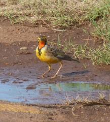 Macronyx capensis colletti