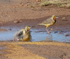 Macronyx capensis colletti