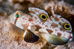 Signigobius biocellatus