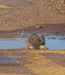 Macronyx capensis colletti